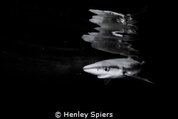 Blue Shark Reflection by Henley Spiers 